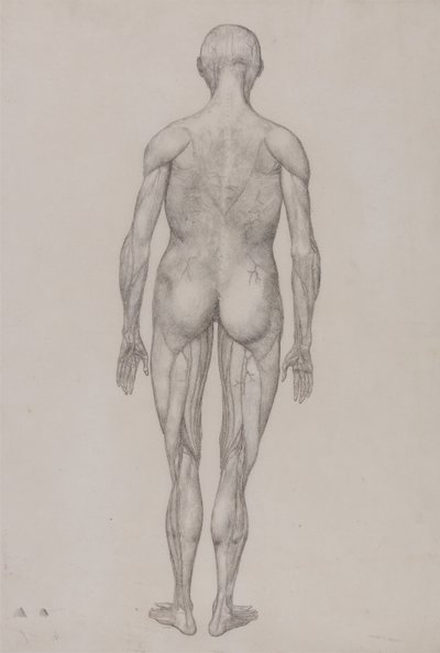 Esposizione anatomica comparativa della struttura del corpo umano con quella di una tigre e un co... da George Stubbs